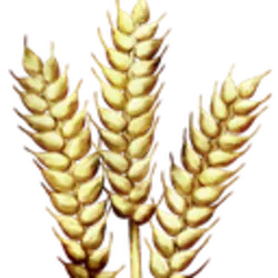 Photo du logo Grain