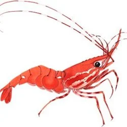 Photo du logo Shrimp Finance