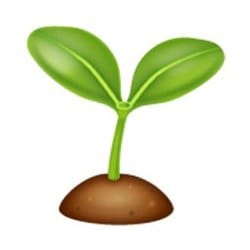 Photo du logo Tulip Seed